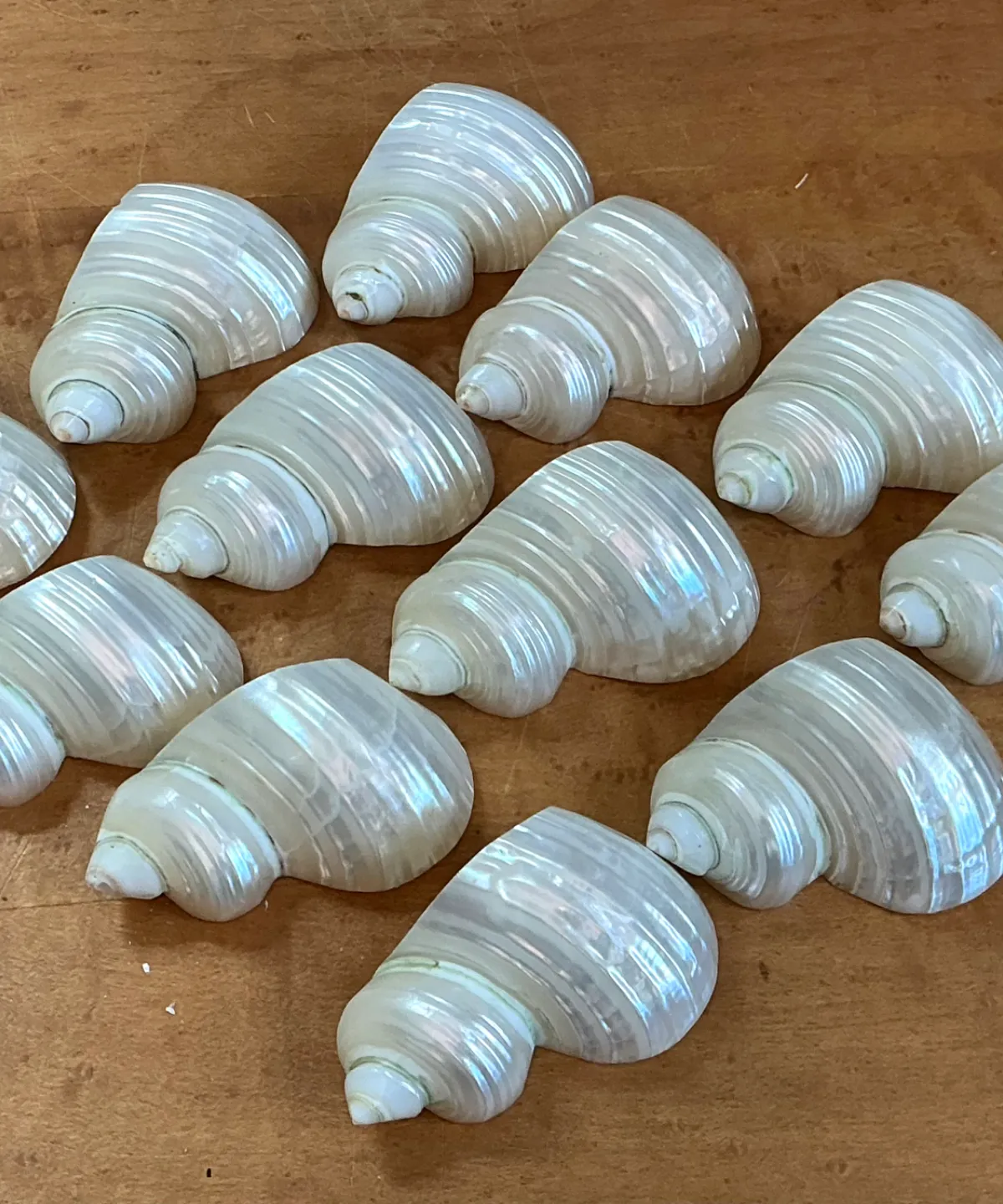 Vintage Shell Napkin Rings - Set of 12 - Side view