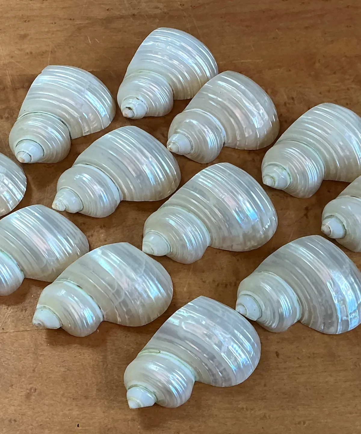 Vintage Shell Napkin Rings - Set of 12 - Top view