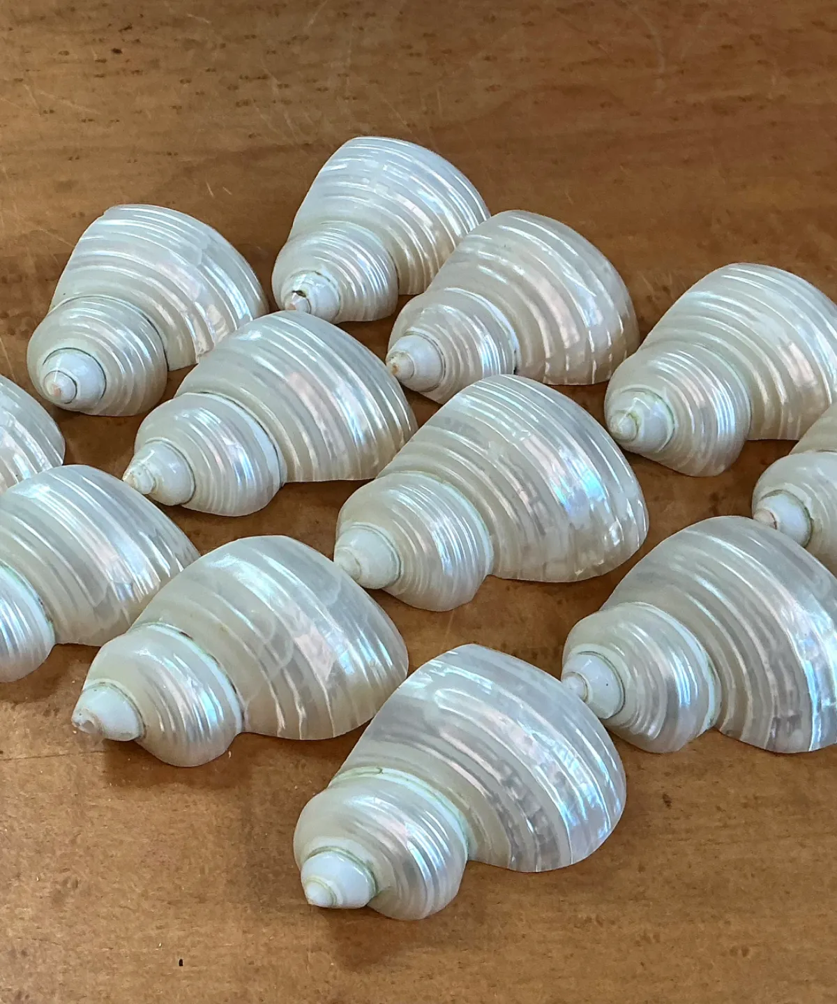 Vintage Shell Napkin Rings - Set of 12 - Close-up view