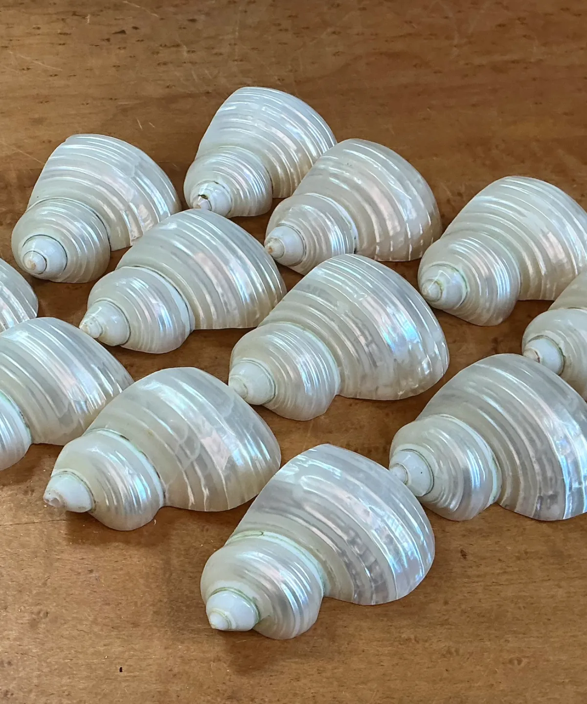Vintage Shell Napkin Rings - Set of 12 - Angle view