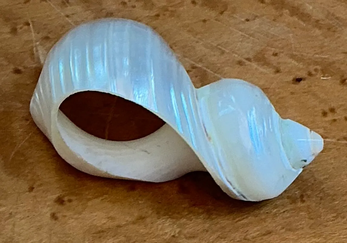 Vintage Shell Napkin Rings - Set of 12