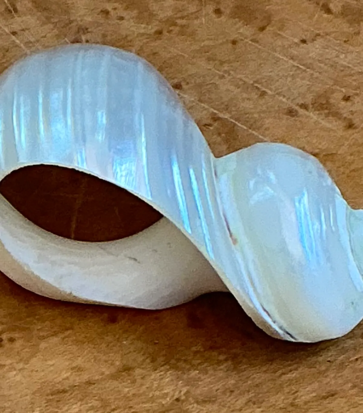 Vintage Shell Napkin Rings - Set of 12 - Back view